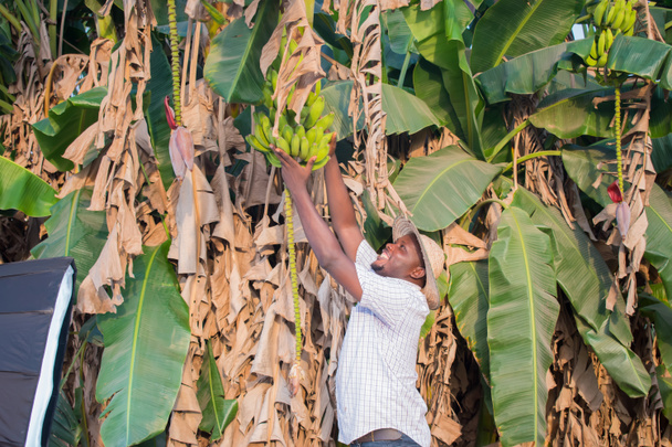  Ein glücklicher afrikanischer Mann versucht, Kochbananen auf seiner Farm zu ernten - Foto, Bild