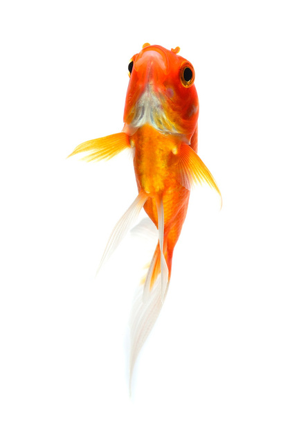 Goldfisch Isolation auf weißem Hintergrund - Foto, Bild