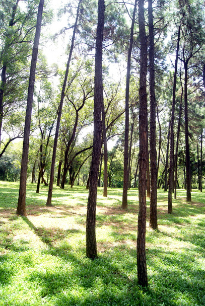 Trees and forests - Zdjęcie, obraz