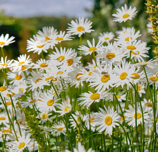 Closeup of white daisy flowers in field outside during a summer day. Zoomed in on blossoming plants growing in the garden and backyard in spring. Small beautiful little elegant wild marguerite flower. - Photo, Image