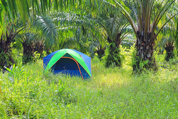 Tienda turística en plantación de palmeras
 - Foto, Imagen