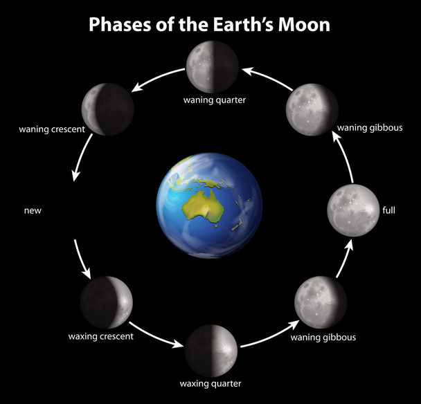 Fases de la Luna de la Tierra
 - Vector, Imagen