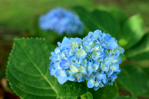 Hortensia's bloemen - Foto, afbeelding
