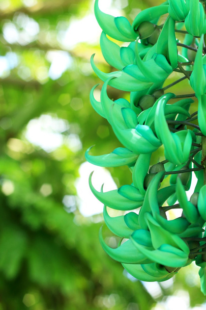 új-GUINE kúszónövény - zöld virágok - Fotó, kép