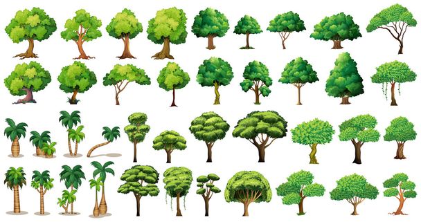 Set di alberi
 - Vettoriali, immagini