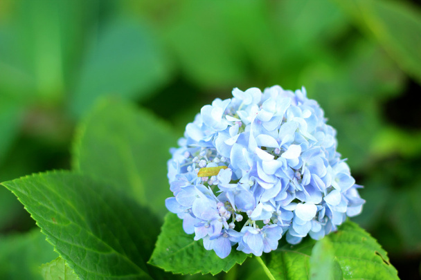 Hortenzie květiny v přírodě - Fotografie, Obrázek