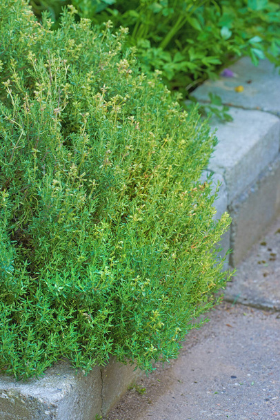 Overgrown wild herb garden growing on a cement curb or sidewalk. Various plants in a lush flowerbed in nature. Different green shrubs, parsley, sage and rosemary growing in a vibrant backyard. - 写真・画像