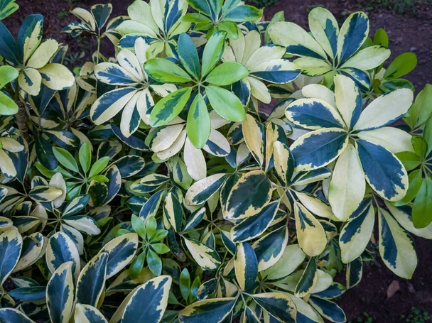 The green and white walisongo varigata ornamental plant in the school garden - Fotografie, Obrázek
