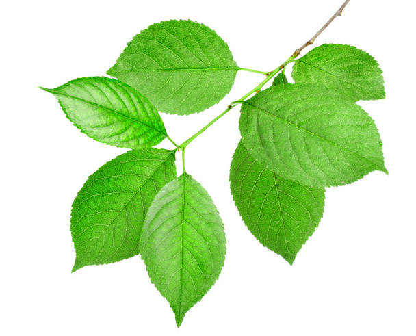 Гілка зеленого листя ізольована
 - Фото, зображення