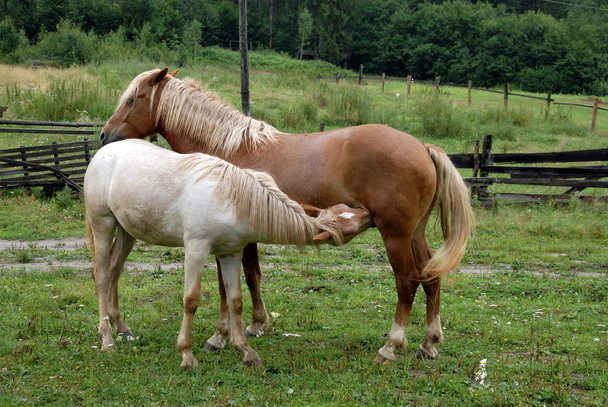 twee paarden - Foto, afbeelding
