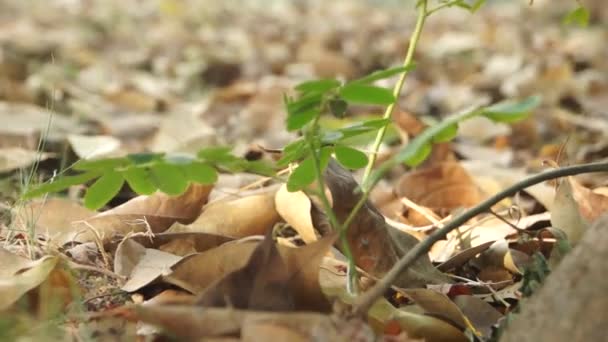 solmuş yapraklar - Video, Çekim