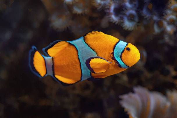 Clownfish - Coral reef fish in the aquarium. (Amphiprioninae) - Fotoğraf, Görsel