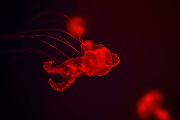 Медузы плавают на интенсивном красном фоне. Взгляд крупным планом - Фото, изображение