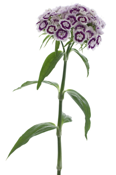 Carnation - Photo, image