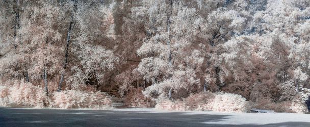 verbluffende creatieve valse kleur infrarood boslandschap beeld - Foto, afbeelding