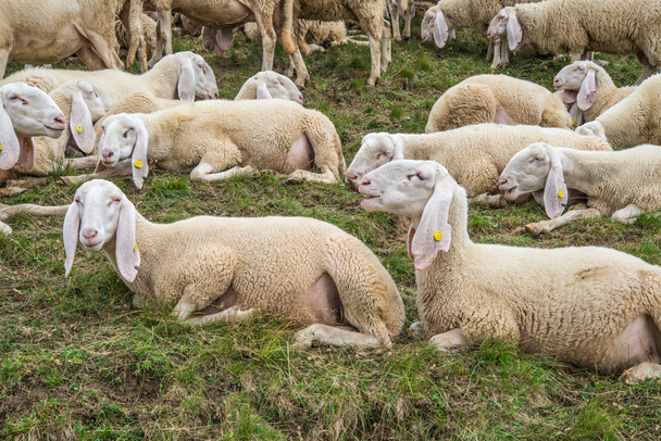 Koyunları dağda grup - Fotoğraf, Görsel