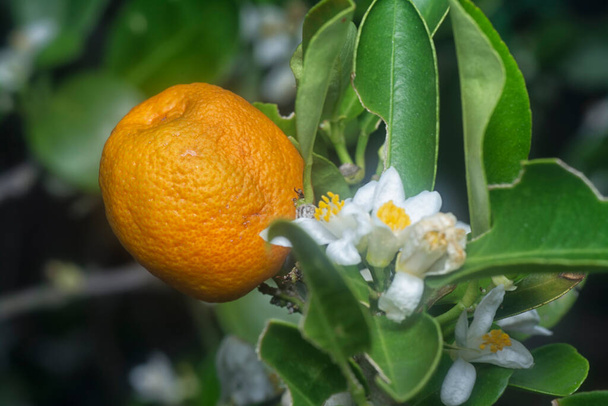 plan rapproché du fruit de lime mûr - Photo, image