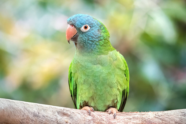 Blue-crowned Parrot in a Natural Environment. Bird in the Wild. Defocused green background - Φωτογραφία, εικόνα