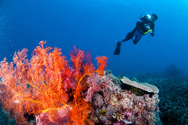 Κολύμπι, θάλασσα ανεμιστήρα Anella Mollis σε Gili, Lombok, Nusa Tenggara Μπαράτ, Ινδονησία υποβρύχια φωτογραφία - Φωτογραφία, εικόνα