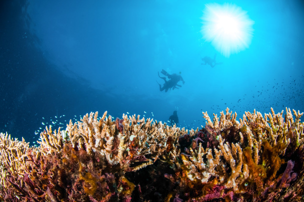 Különböző zátony halak úszni felett kemény korall Acropora Gili, Lombok, Nusa Tenggara barát, Indonézia víz alatti fénykép - Fotó, kép