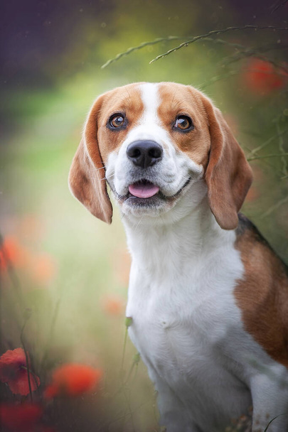 dog beagle, playing in nature. cute jack russell puppy - Valokuva, kuva