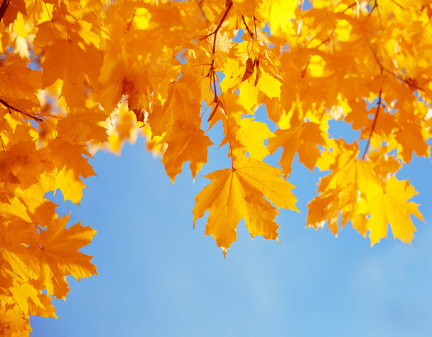 Otoño, otoño, hojas de fondo. Una rama de árbol con licencia de otoño
 - Foto, Imagen