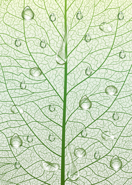 textura de hoja verde, fondo - Vector, imagen