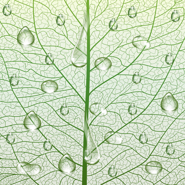 текстура зеленого листя, абстрактний фон
 - Вектор, зображення