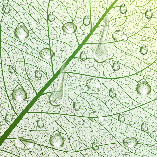 green leaf texture, abstract background - Vector, Image