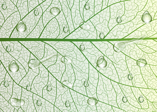 green leaf texture, abstract background - Vector, Image