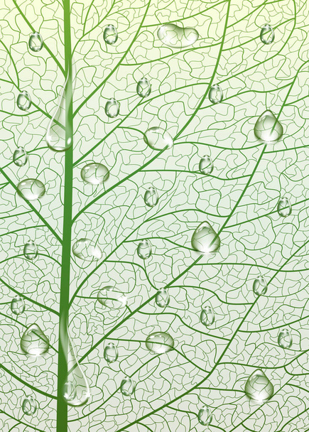 πράσινη υφή φύλλου, φόντο - Διάνυσμα, εικόνα
