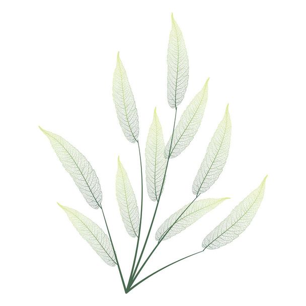 watercolor illustration of green leaves isolated on white background - Vektor, Bild