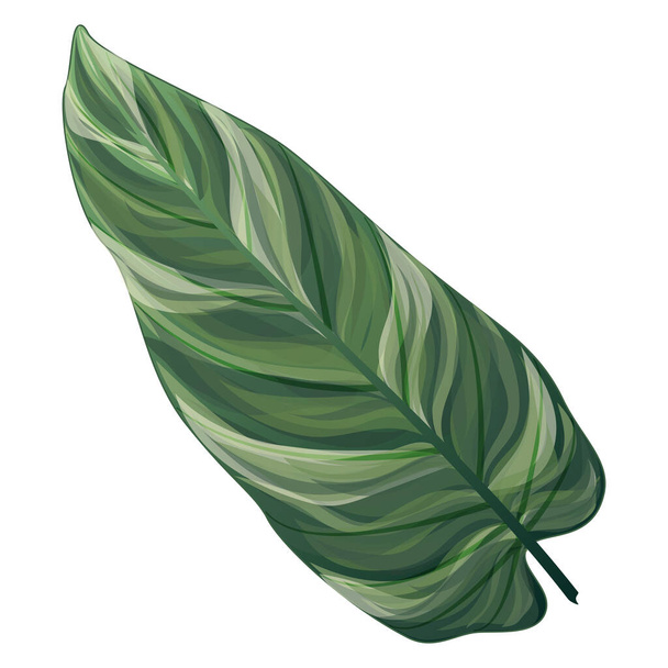 熱帯の葉の孤立したアイコンベクトルイラストデザイン - ベクター画像