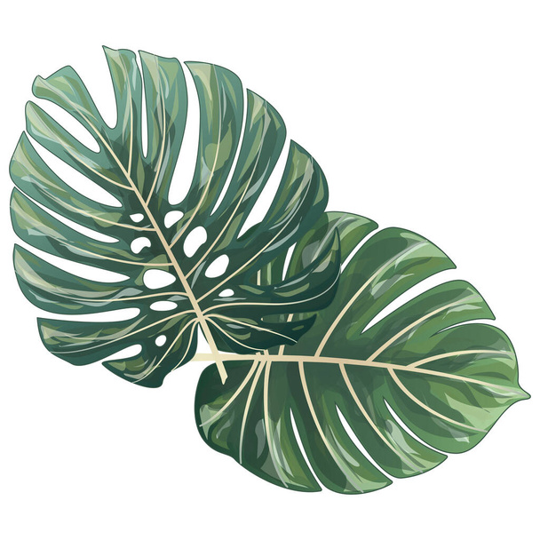 tropical leaves isolated on white background. vector illustration - Vector, imagen