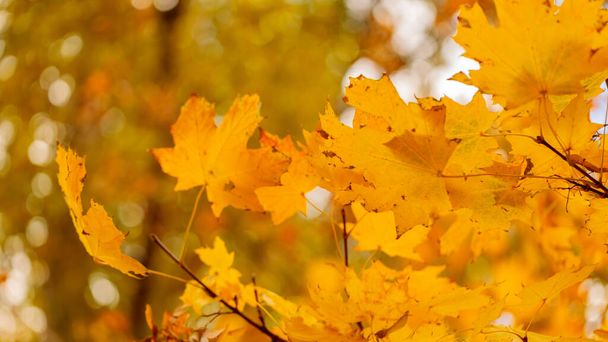 Maple leaves on a blurred background. Autumn background with yellow maple leaves. Autumn concept. Copy space - Foto, Imagem