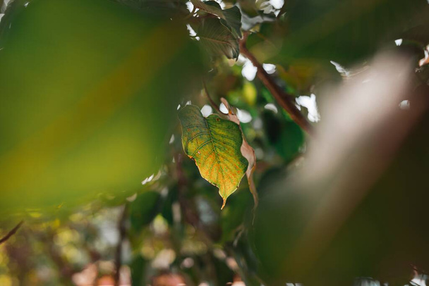 A selective focus shot of branch with leaves - Foto, Bild