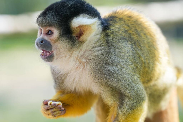 A closeup shot of a small monkey who is holding the food in his hand and looking in front of him - Foto, immagini