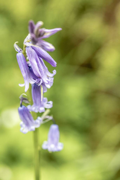 Yaygın çan çiçeklerinin dikey seçmeli odak noktası (Hyacinthoides non-script) - Fotoğraf, Görsel