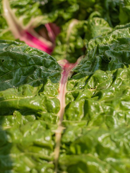A closeup shot of fresh and green big salad - Valokuva, kuva