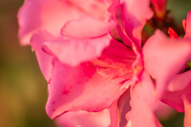 A closeup shot of a pink Oleander flower species with delicate petals - 写真・画像
