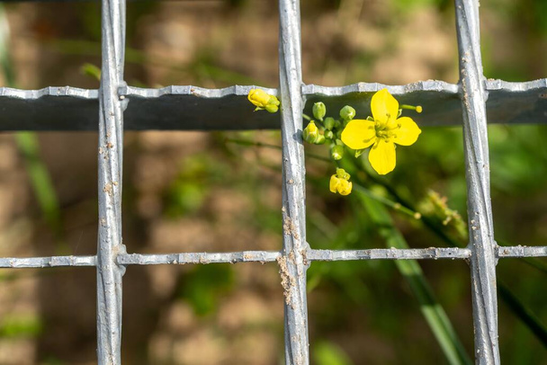 A closeup shot of a yellow Perennial Wall-rocket flower behind a fence in a blurred background - Photo, image
