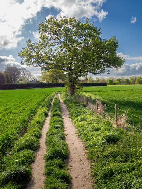 A vertical shot of a lone tree standing in an agricultural green field on a sunny day - Photo, image