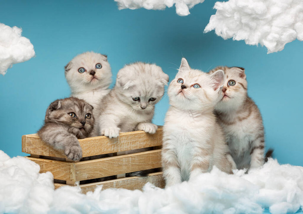 Pět malých pruhovaných skotských koťat různých barev sedí na modrém pozadí a s velkým zájmem se dívají na bílé bavlněné mraky. Funny animals concept. - Fotografie, Obrázek
