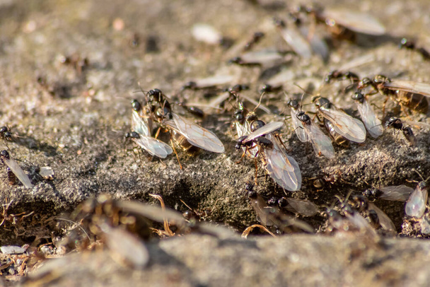 Voo de casamento formiga com formigas voadoras como novas rainhas de formigas e formigas macho com asas abertas acasalando como inseto benéfico para a reprodução na visão macro de baixo ângulo colônia de ninhos formicária nova sociedade de insetos - Foto, Imagem
