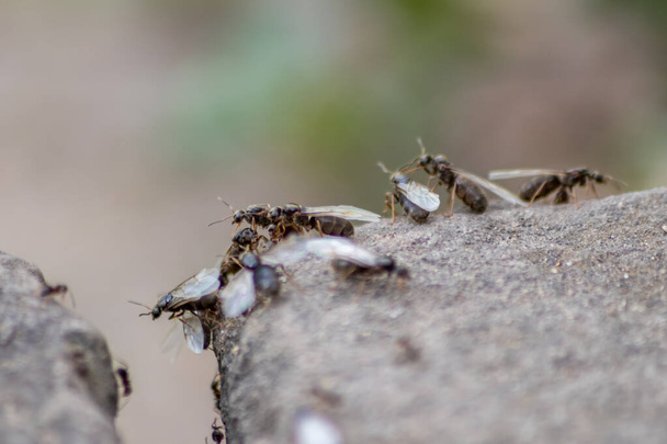 Voo de casamento formiga com formigas voadoras como novas rainhas de formigas e formigas macho com asas abertas acasalando como inseto benéfico para a reprodução na visão macro de baixo ângulo colônia de ninhos formicária nova sociedade de insetos - Foto, Imagem