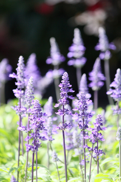 Фіолетовий шавлія квіти
 - Фото, зображення