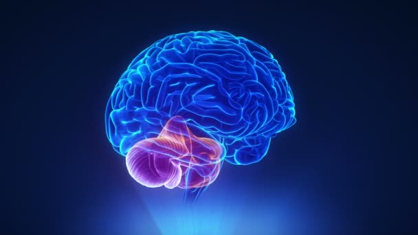 Juiste cerebellum in hersenen - Video