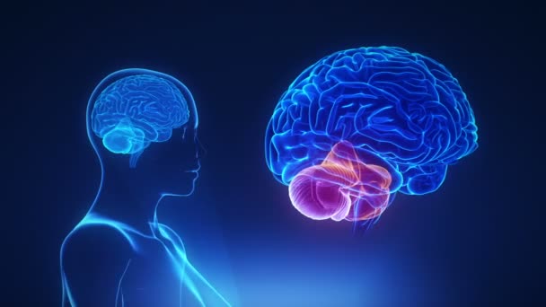 Cerebelo femenino en el cerebro del lazo
 - Imágenes, Vídeo