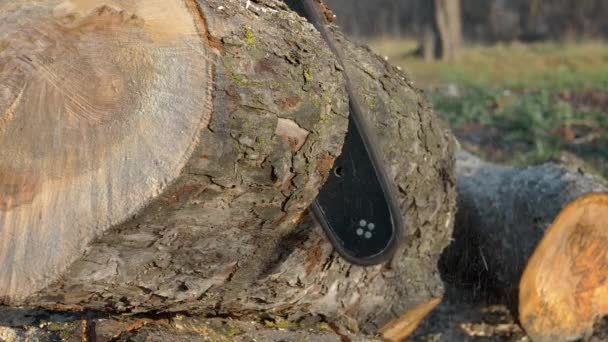Chainsaw cutting through tree trunks. Using a chain saw to cut firewood. - Metraje, vídeo