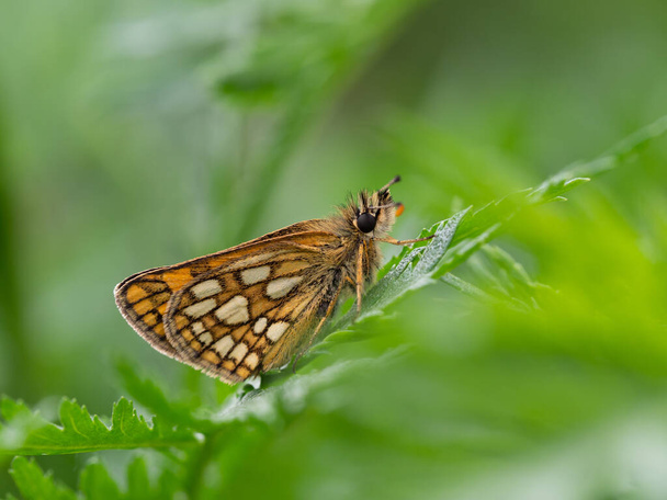 Malý kostkovaný kapitán nebo arktický kapitán (Carterocephalus palaemon) motýl odpočívající na zelené rostliny - Fotografie, Obrázek